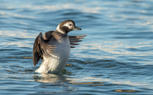 Long Tailed Duck Female Swimming