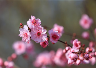 Peach blossom in the garden