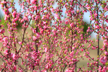 Peach blossom in the garden