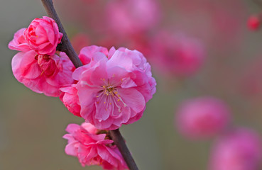 Peach blossom in the garden