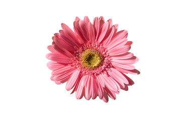 pink gerbera flower with white background 