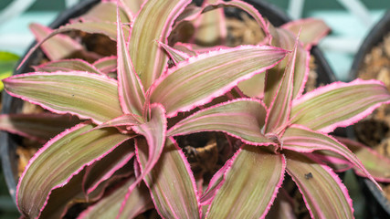 Closeup of Cryptanthus binivittus Pink Starling. indoor plant