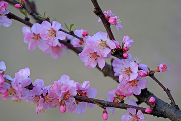 Peach blossom in the garden