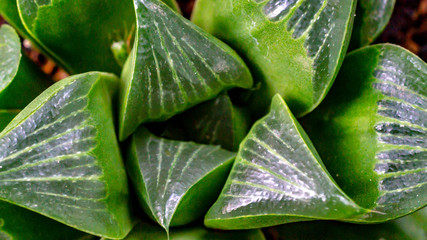 Fototapeta premium Closeup of beautiful Haworthia, that can be placed indoor as houseplant