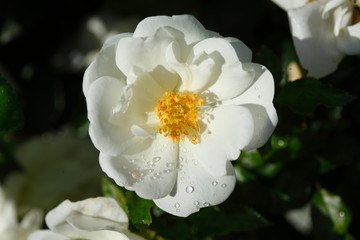 Weisse Rose, Tautropfen, , dunkler hintergrund, Deutschland