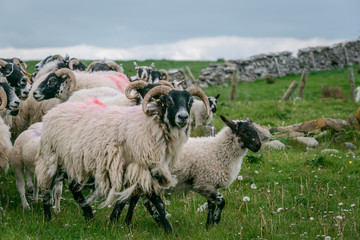 A Mother Sheep and Lamb in a Field