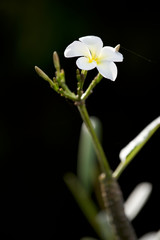 (Plumeria alba)White flower on black background, with shallow depth of field.