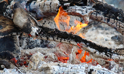 red burning fire smolders smolders burnt tree closeup