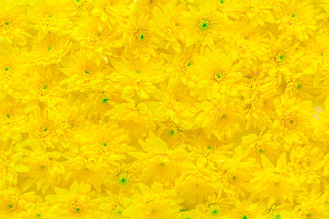 Fresh yellow chrysanthemum flower buds pattern texture