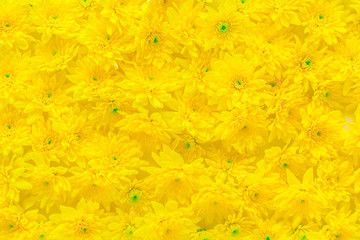Fresh yellow chrysanthemum flower buds pattern texture