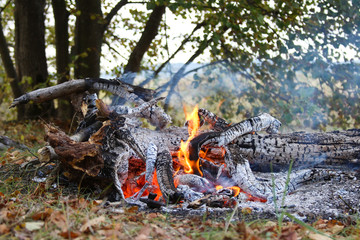 red burning fire smolders smolders burnt tree closeup