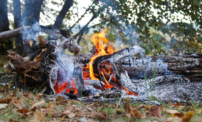red burning fire smolders smolders burnt tree closeup