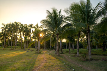 Naklejka na ściany i meble Palm trees during a wonderful sunset in a park near Hanoi, Vietnam