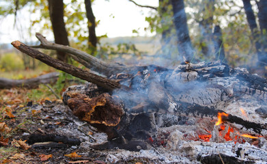 red burning fire smolders smolders burnt tree closeup