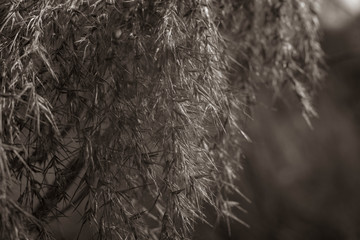 Close up of reed seeds in sunlight, simple photo of reed seeds, fine art, black and white, low contrast, sepia