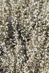 Retama white flowers blooming in spring