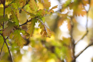Bimundors oak foliage close up