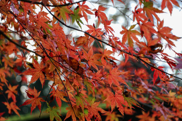 autumn leaves on tree