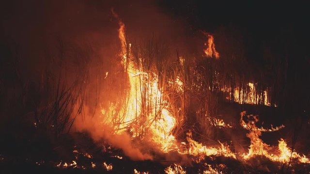 Burning cane field in Thailand.SUGARCANE FIRE for process to raw Sugar.