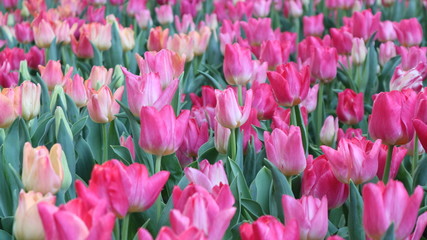 Fototapeta premium Flower garden Lily flower In Thailand, Chiang Rai Province In the 16th beautiful flower fair