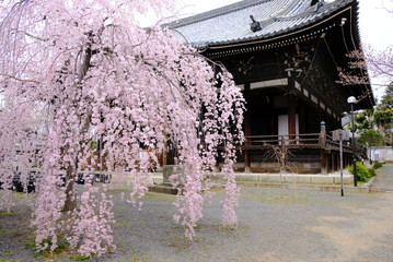 京都　立本寺の枝垂れ桜