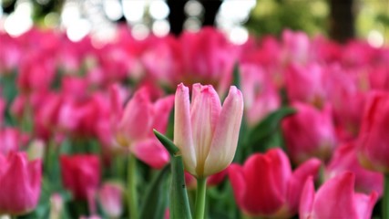 Fototapeta premium Flower garden Lily flower In Thailand, Chiang Rai Province In the 16th beautiful flower fair