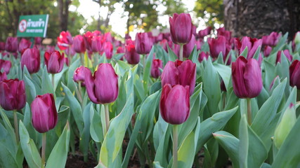 Fototapeta premium Flower garden Lily flower In Thailand, Chiang Rai Province In the 16th beautiful flower fair