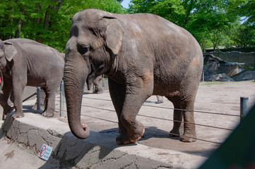 Fototapeta premium A close up photo of an elephant