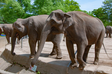 Elephants coming to people for treats