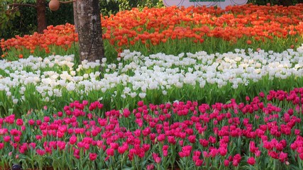 Flower garden Lily flower In Thailand, Chiang Rai Province In the 16th beautiful flower fair