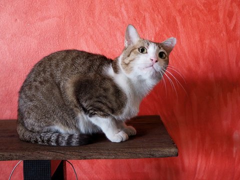 tabby cat lying on wooden table, Take care of health of pets with sick cat concept.