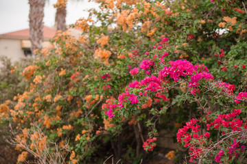 bright beautiful pink and orange flowers on the bushes in Tenerife Spain