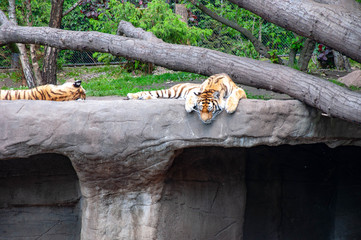 Tigers resting on a warm store on a summer afternoon