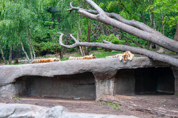 Three tigers sleeping on a stone on a summer afternoon