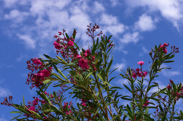 Blossomed red flowers of spring oleander against a blue sky with white clouds