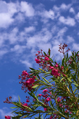 Scarlet flowers of spring oleander against a blue sky with white clouds vertical orientation