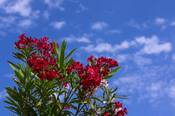 Beautiful red flowers of spring oleander against a blue sky with white clouds