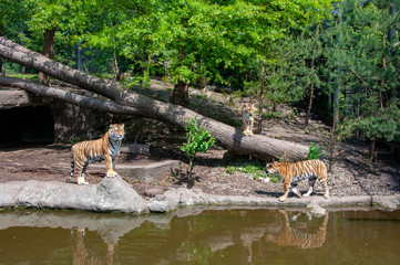 Tigers on the stony lake shore near the forest