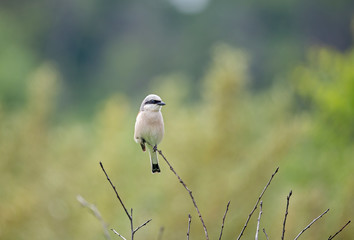 Red backed shrike (Lanius Collurio). male. Red backed shrike (Lanius Collurio) in the natural environment