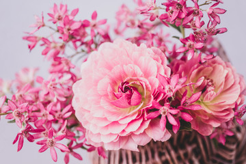 ピンクの花　ラナンキュラス