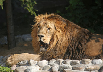 portrait of a lion close up