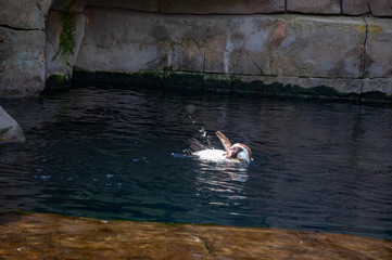 A playful penguin swimming in the water