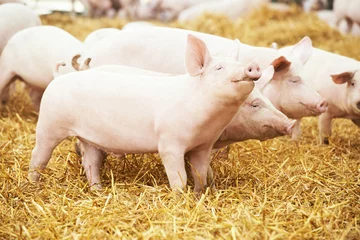Fotobehang Twee jonge biggen op varkensfokkerij © Kadmy