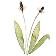 Spitzwegerich Ribwort Aquarell Heilpflanzen Gesundheit