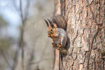 Detailed portrait of red squirrel in natural environment. Eurasian red squirrel, Sciurus vulgaris....