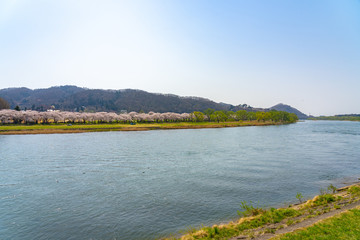 Tenshochi Park along the Kitakami River in springtime sunny day morning. Rural scene with beauty full bloom pink sakura flowers. Kitakami, Iwate Prefecture, Japan