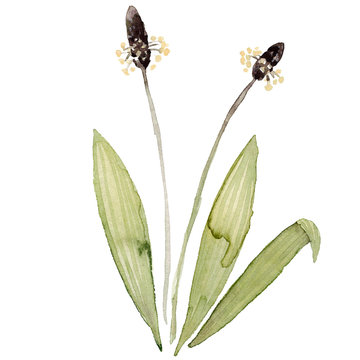 Spitzwegerich Ribwort Aquarell Heilpflanzen Gesundheit