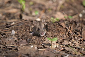 House Mouse (Mus domesticus). gray mouse in nature