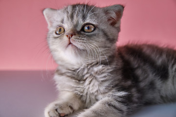 Fototapeta na wymiar A lop-eared kitten lies on a pink background. Kitten for notebook