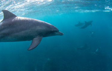 dolphin in water